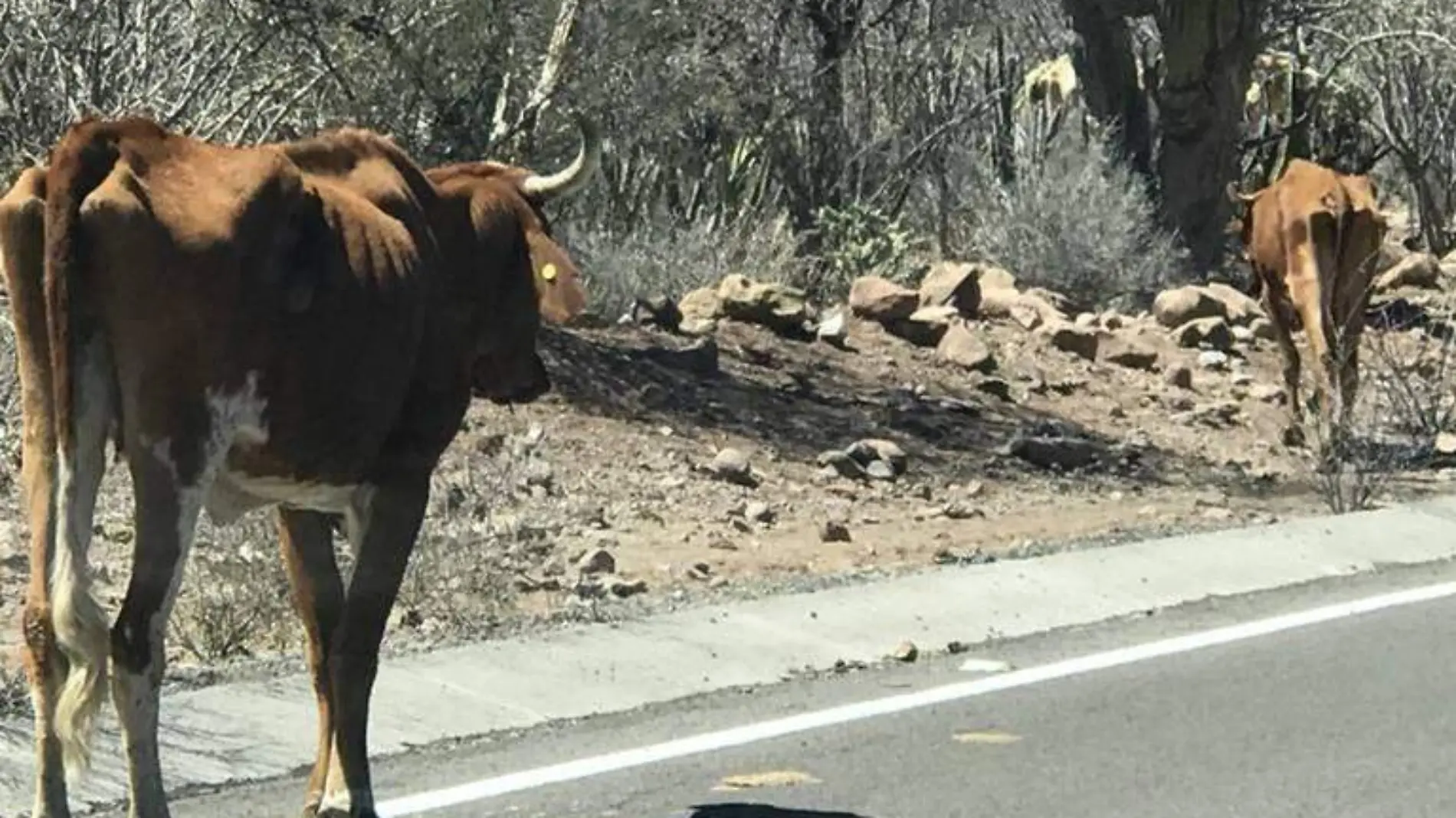 Pierden rancheros loretanos ganado por sequía